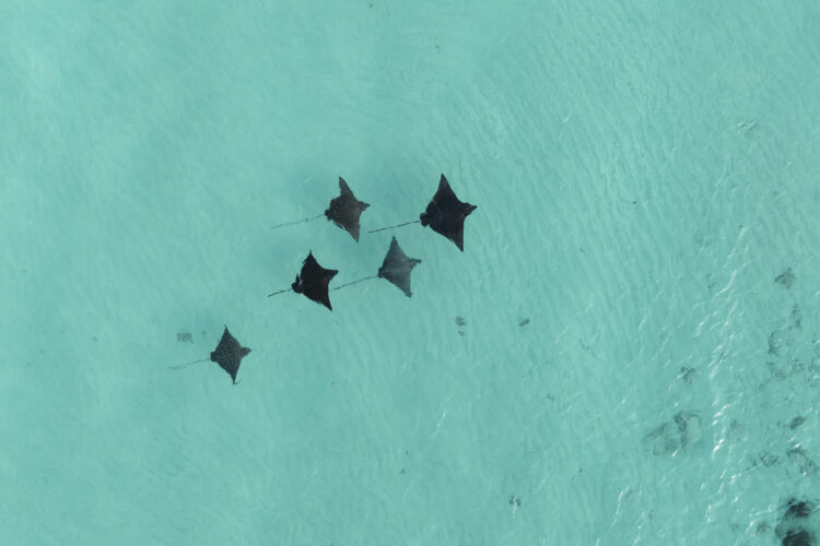 hôtel de luxe aux maldives